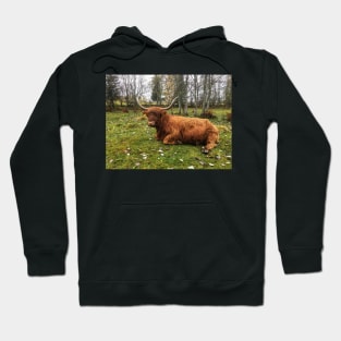 Scottish Highland Cattle Cow 2133 Hoodie